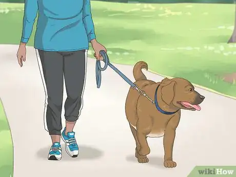 Image titled Manage Obesity in Senior Dogs Step 4