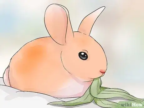 Image titled Care for Palomino Rabbits Step 11