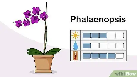 Image titled Choose an Orchid Plant Step 1