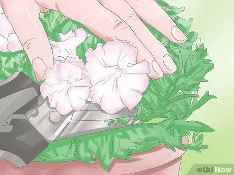 Image titled Deadhead Petunias Step 8