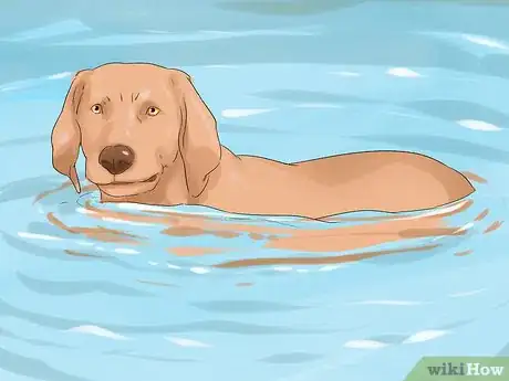 Image titled Have a Happy Weimaraner Step 8