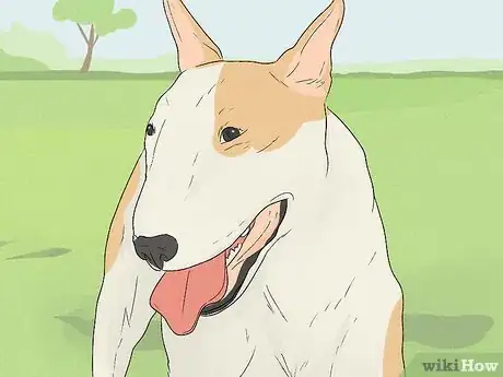 Image titled Identify a Bull Terrier Step 2