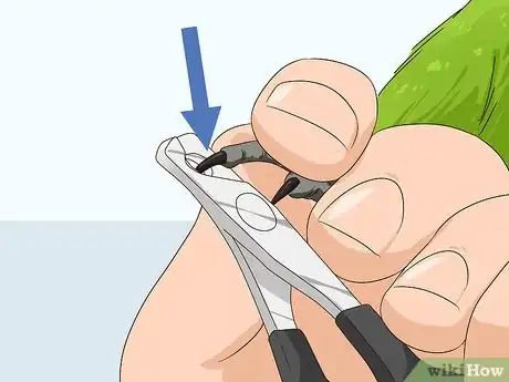 Image titled Groom Lories and Lorikeets Step 6