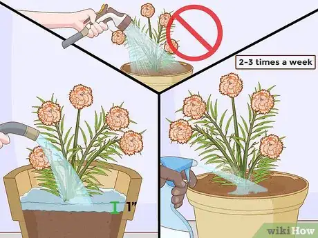 Image titled Water Carnations Step 4