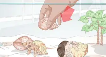 Buy a Pet Hermit Crab