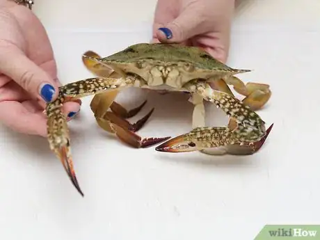 Image titled Cook a Crab Step 2