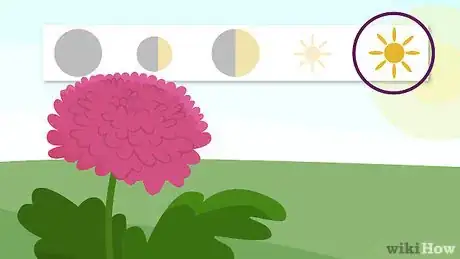 Image titled Plant Mums Step 3