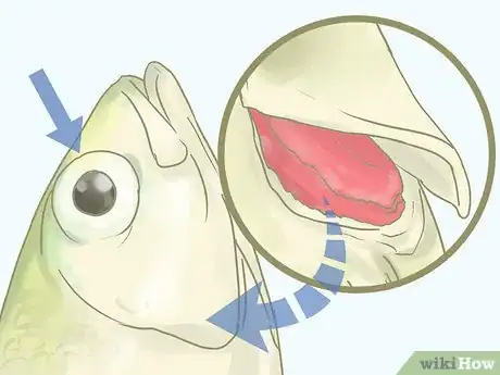 Image titled Choose and Prepare the Healthiest Fish Step 8
