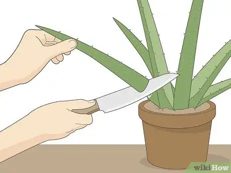 Image titled Use Aloe Juice As an Astringent Step 12