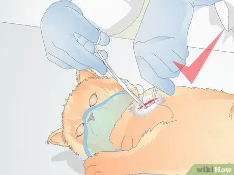 Image titled Approach a Sick or Injured Dog or Cat Step 9