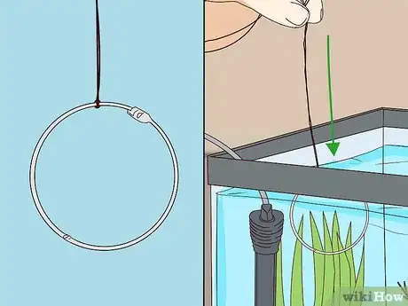 Image titled Teach Your Betta Fish to Swim Through a Hoop Step 8