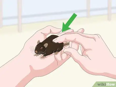 Image titled Safely Let a Mouse Out of Its Cage Step 10
