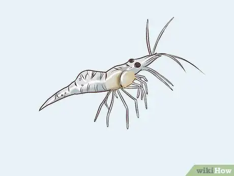 Image titled Find Compatible Tank Mates for Guppies Step 10