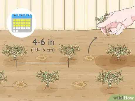 Image titled Grow Maca Step 12