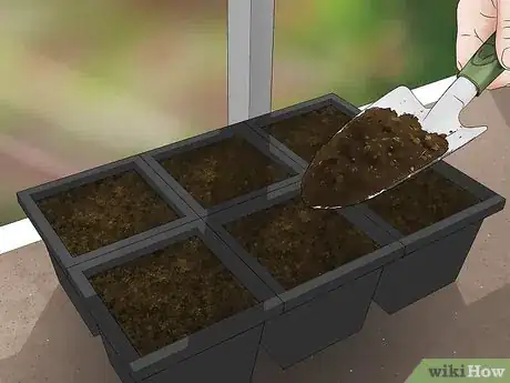 Image titled Grow Evergreen Trees Step 3