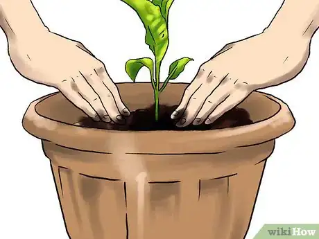 Image titled Grow Eggplants in Pots Step 21