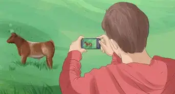 Identify Shorthorn Cattle