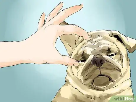 Image titled Groom Pugs Step 1