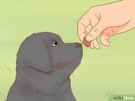 Image titled Raise a Newfoundland Puppy Step 9