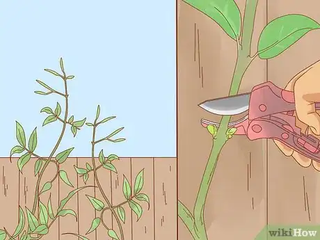 Image titled Prune Jasmine Step 8