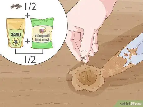 Image titled Grow Black Eyed Susan Flowers Step 4