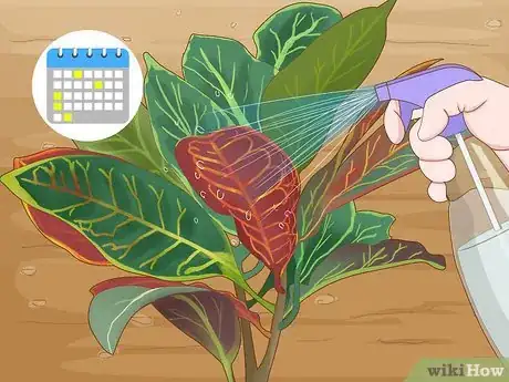 Image titled Care for a Croton Petra Step 7