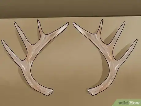 Image titled Score Mule Deer Antlers Step 1