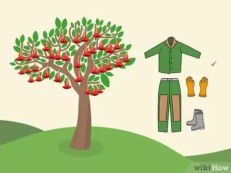 Image titled Prune Brugmansia Step 10