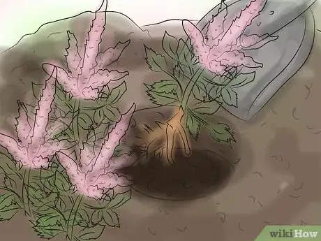 Image titled Grow Astilbe Step 16