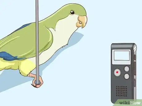 Image titled Entertain a Quaker Parrot Step 12