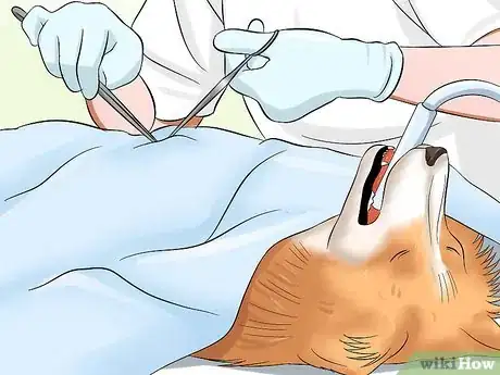 Image titled Care for Shelties Step 3