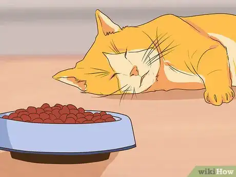 Image titled Watch for Common Senior Cat Health Issues Step 2