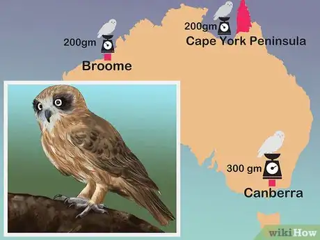 Image titled Identity a Southern Boobook Owl Step 2