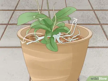 Image titled Repot Orchids with Air Roots Step 11