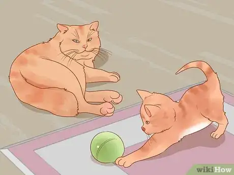 Image titled Choose Between Getting a Kitten or Adult Cat Step 3