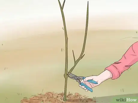 Image titled Prune Pomegranate Trees Step 2