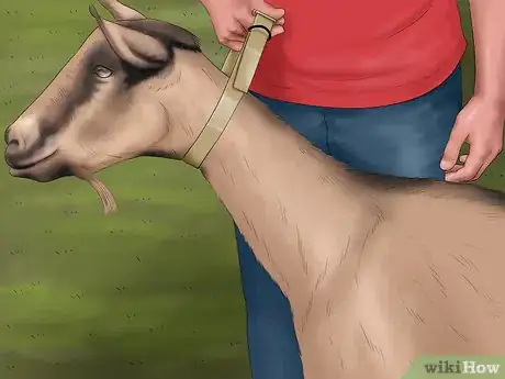 Image titled Milk a Goat by Hand Step 21