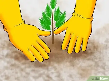 Image titled Plant Pine Trees Step 11