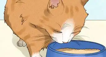 Spot and Treat Feline Asthma