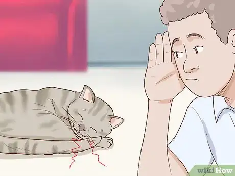 Image titled Handle Brachycephalic Airway Syndrome in Cats Step 9