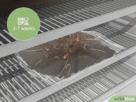 Image titled Grow Evergreen Trees Step 2