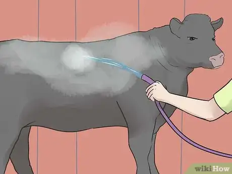 Image titled Show Heifers Step 12