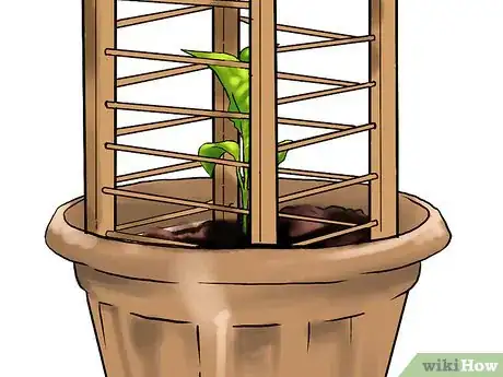 Image titled Grow Eggplants in Pots Step 20