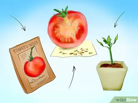 Image titled Plant Tomatoes from Seed Step 3
