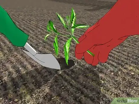 Image titled Grow Verbena Step 11