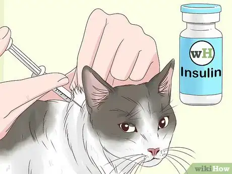 Image titled Prevent a Diabetic Emergency in Cats Step 3