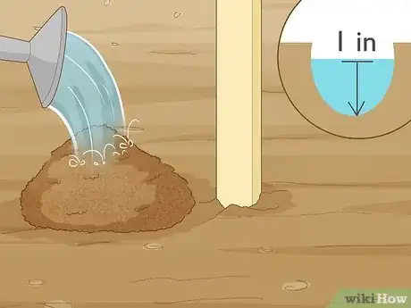 Image titled Plant Gloriosa Bulbs Step 7