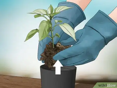 Image titled Grow Jalapenos in a Pot Step 3