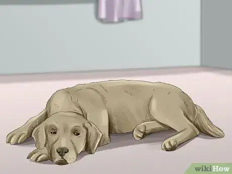 Image titled Tell if Your Dog Is Having a Medical Emergency Step 13