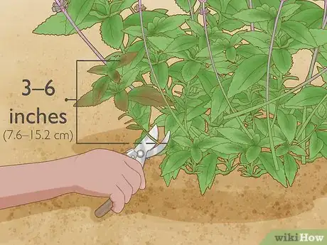 Image titled Grow Salvias Step 12